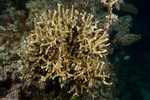 Seriatopora