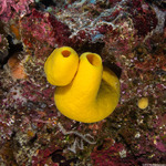 Calcarea