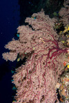Corals