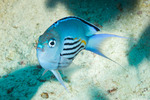 Genicanthus