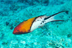 Bodianus