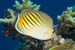 Butterflyfishes