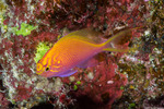 Serranidae