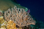 Corals