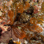 Echinodermata