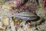 Pristiapogon