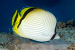 Butterflyfishes