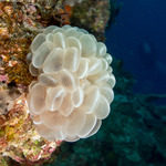 Stony Corals