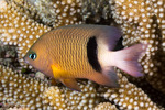 Plectroglyphidodon