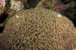 Lobophyllia
