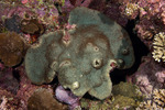 Corals