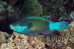 Scaridae