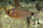 Taeniamia