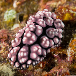 Nudipleura