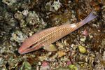 Parupeneus