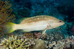 Epinephelinae