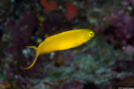 Blennies