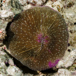Corals
