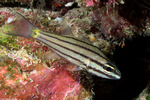 Cheilodipterus