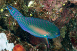 Scaridae