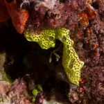 Didemnidae