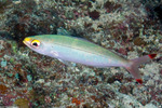 Caesionidae