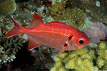 Myripristis