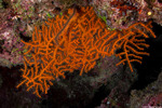 Corals