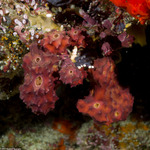 Verongiida