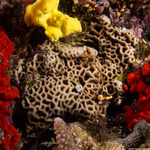 Corals