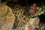 Pocilloporidae