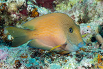 Ctenochaetus