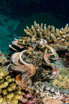 Bivalves