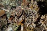 Bivalves