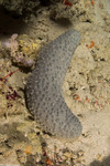 Holothuroidea