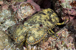 Scyllaridae