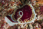 Pleurobranchoidea