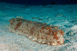 Sea Cucumbers