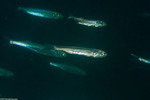 Silvery Fishes