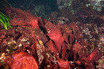 Florideophyceae