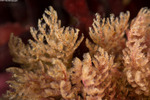 Bryozoans