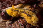Dorididae