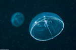 Leptothecata