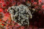 Trididemnum