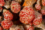 Ritterella