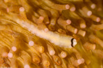 Phyllodocida