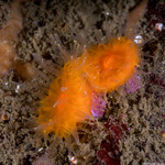 Stony Corals