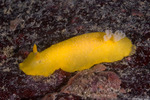 Dendrodorididae