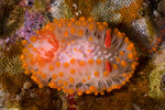 Limacia