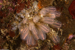 Tunicata